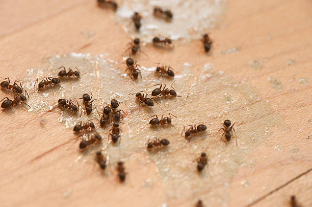 Best Wildlife Control Services  in Dillon, MT