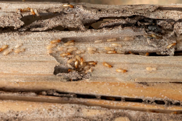 Best Wasp Removal Services  in Dillon, MT