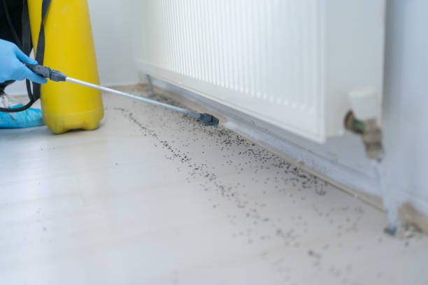 Best Ant Control Services  in Dillon, MT